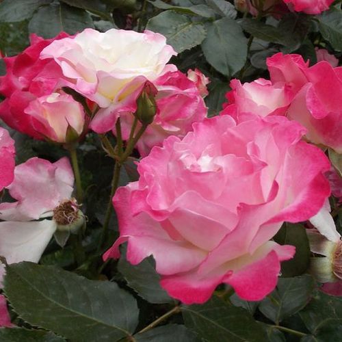 Rosa Mami - bianco - rose arbustive